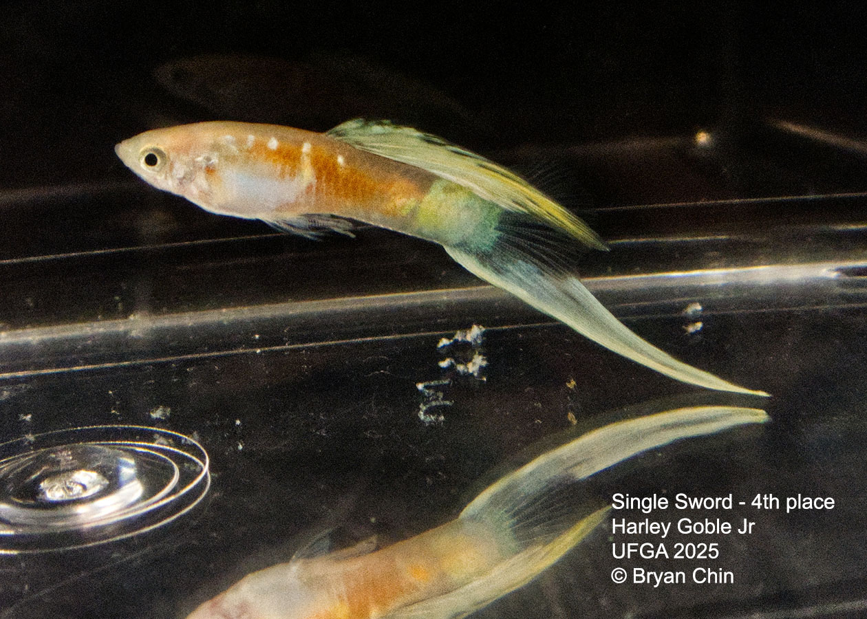 Guppy Single Swordtail